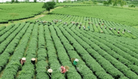 Why the new NETCO is different from the colonial-era farmers’ marketing board