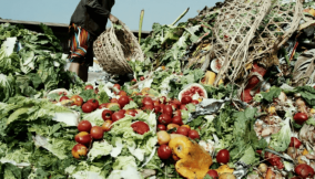 How solar-powered cold storage can reduce Nigeria’s N3.5trn post-harvest loss