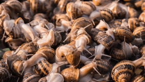Why snail farming is Nigeria’s billion-naira goldmine