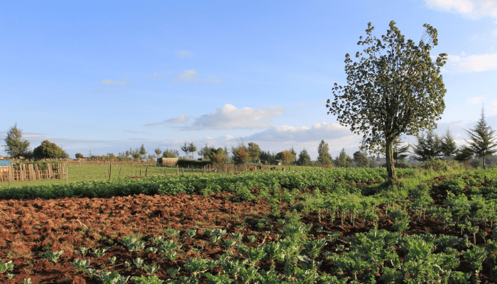 How EU deforestation law, insecurity will shape agric in 2024