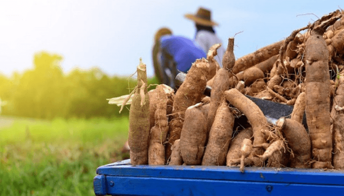 COMAFAS calls for revival of “Cassava Flour Initiative”, says it can inject ₦255b into the economy annually
